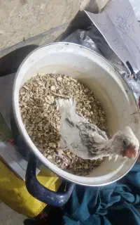 عروس سرلاکی