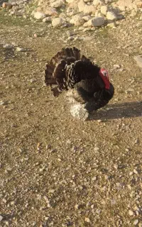 بوقلمون نر بزرگ