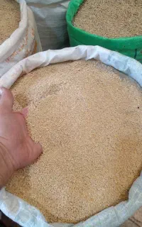 گندم،ارزن،دان مرغ و خروس،دانه،مخلوط عروس و کبوتر