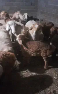 ۸راس میش داشتی جوان