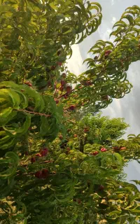 باغ راه بناب