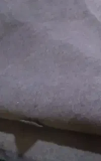 موکت سالم