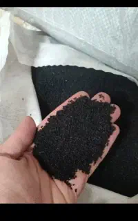 سیاهدانه خوش طعم