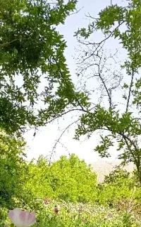 سرکارگر کشاورزی و نیروی کار کشاورزی