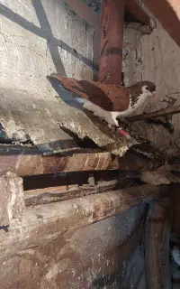 کبوتر رنگی