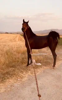 اسب