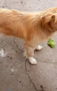 واگذاری سگ اشپیتز