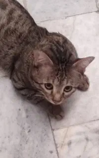 واگذاری گربه ملوس