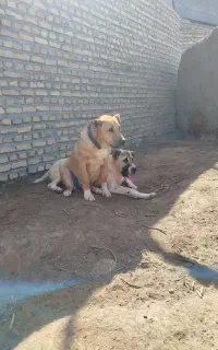 سگ خراسانی