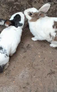 خرگوش  ۳ عدد ، (۲ عدد نر و یکی ماده) قابل معاوضه
