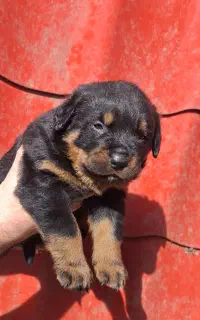 توله روتوایلر نر و ماده