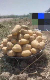 اورجینال درجه یک