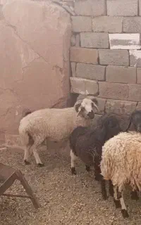 دوتا میش اوس
