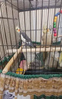 عروس هلندی