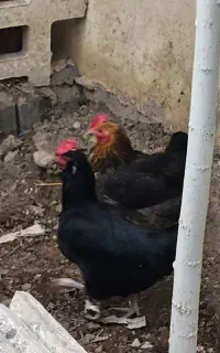 مرغ و خروس محلی