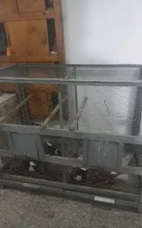 قفس پرنده