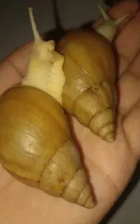 حلزون هشت سانت پیش مولد آچاتینا