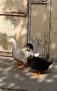 اردک