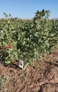 فروش زمین کشاورزی پسته در جاده نهبندان بیرجند