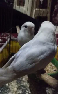 طوطی کوتوله آماده تخم کردن بفروش