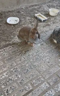 خرگوش
