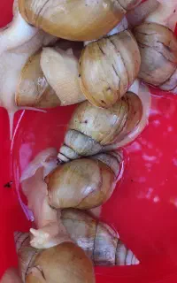 حلزودن مولد