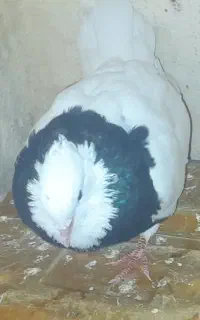 طوقی