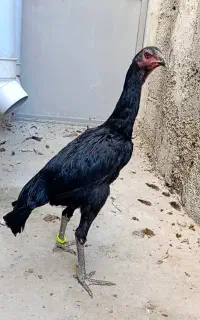 جوجه مرغ لاری اوشامو ۵ماهه نسل معتبر