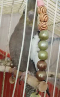 عروس هلندی