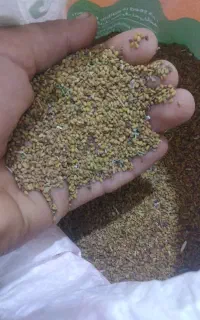 تخم یونجه