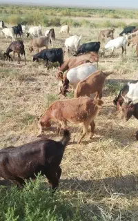 تعدادی بزوبزغاله شیری