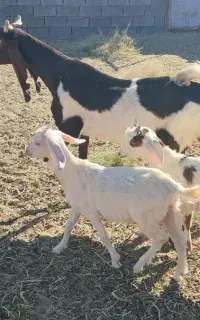 دو بزغاله کاموری پاکستانی دوقلو ماده