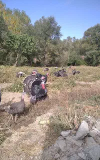 20 بوقلمون محلی