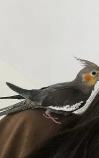 گمشده عروس هلندی خاکستری رنگ به اسم چیکو