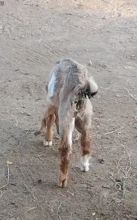 کهر نر 3ماه
