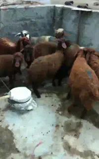 ۱۰ راس بره پای پروار گوسفند