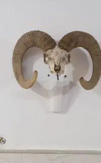 شاخ قوچ کلکسیونی