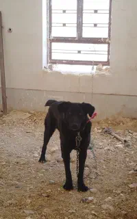 واگذاری سگ نگهبان