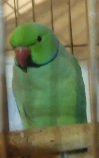 طوطی ملنگو زیبا