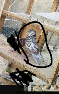 گمشده دوستان عشق باز