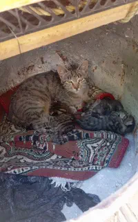 گربه مادر با ۳ عدد توله