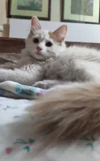 واگذاری گربه 3ماهه