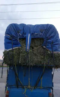 یونجه پرس چین اول