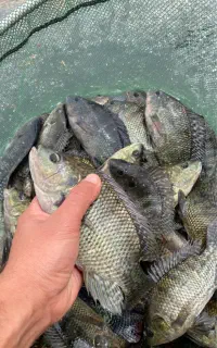 ماهی تیلاپیا ۲۰۰ گرمی