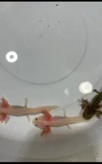 اکواریوم و ماهی