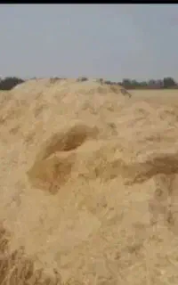 کاه گندم نرم و سفید