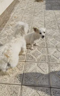 سگ پاکوتا