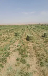 ۴۰تن یونجه انباری