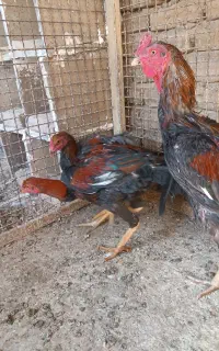 خروس لاری اصل