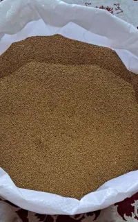 بذر یونجه درجه یک چوب دار